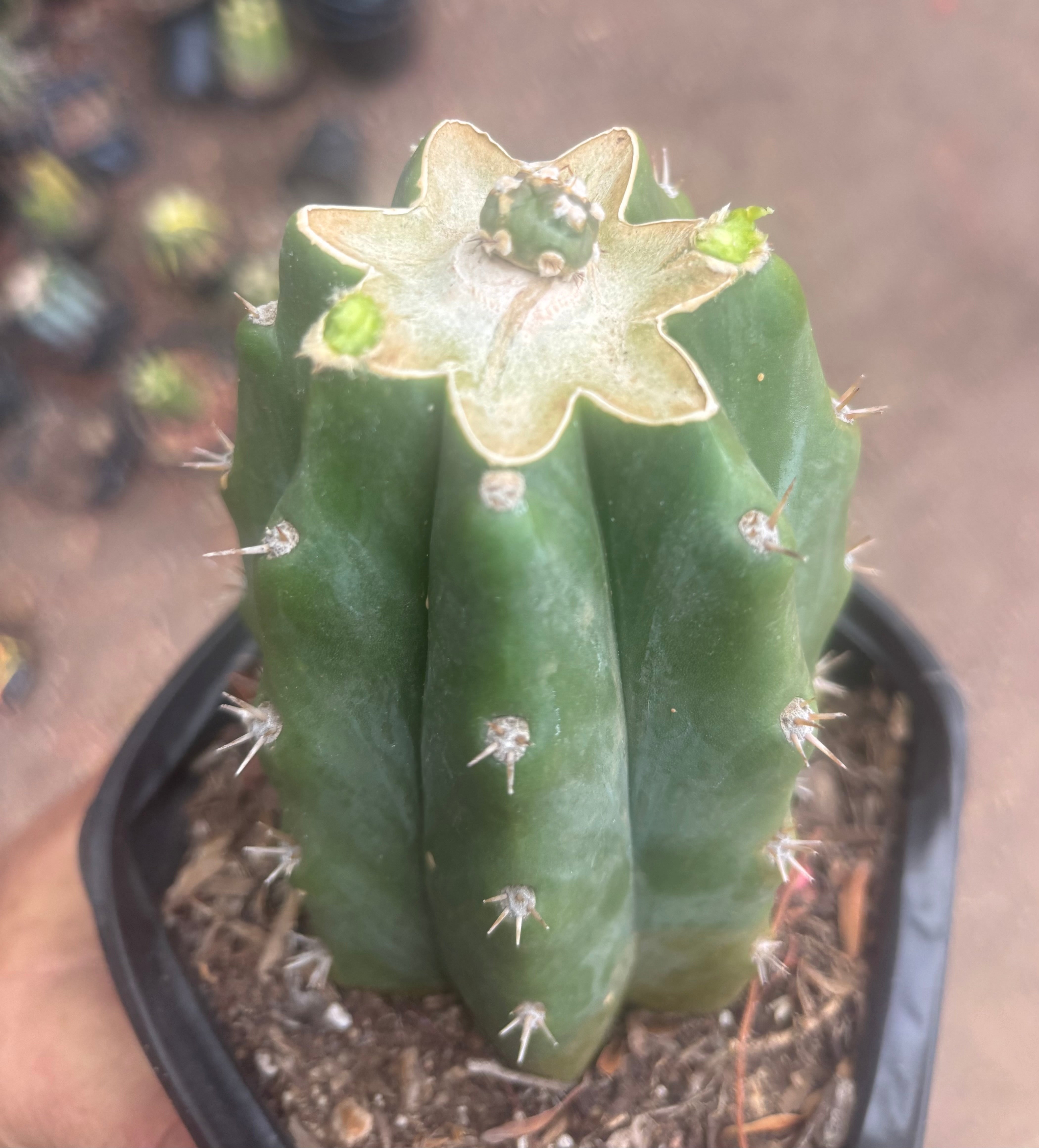 💎👑💎 SCB  — Pup Graft on Rooted PC