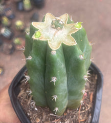 💎👑💎 SCB  — Pup Graft on Rooted PC