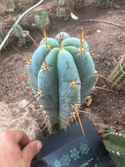 👑💎 Len — 9” Tip