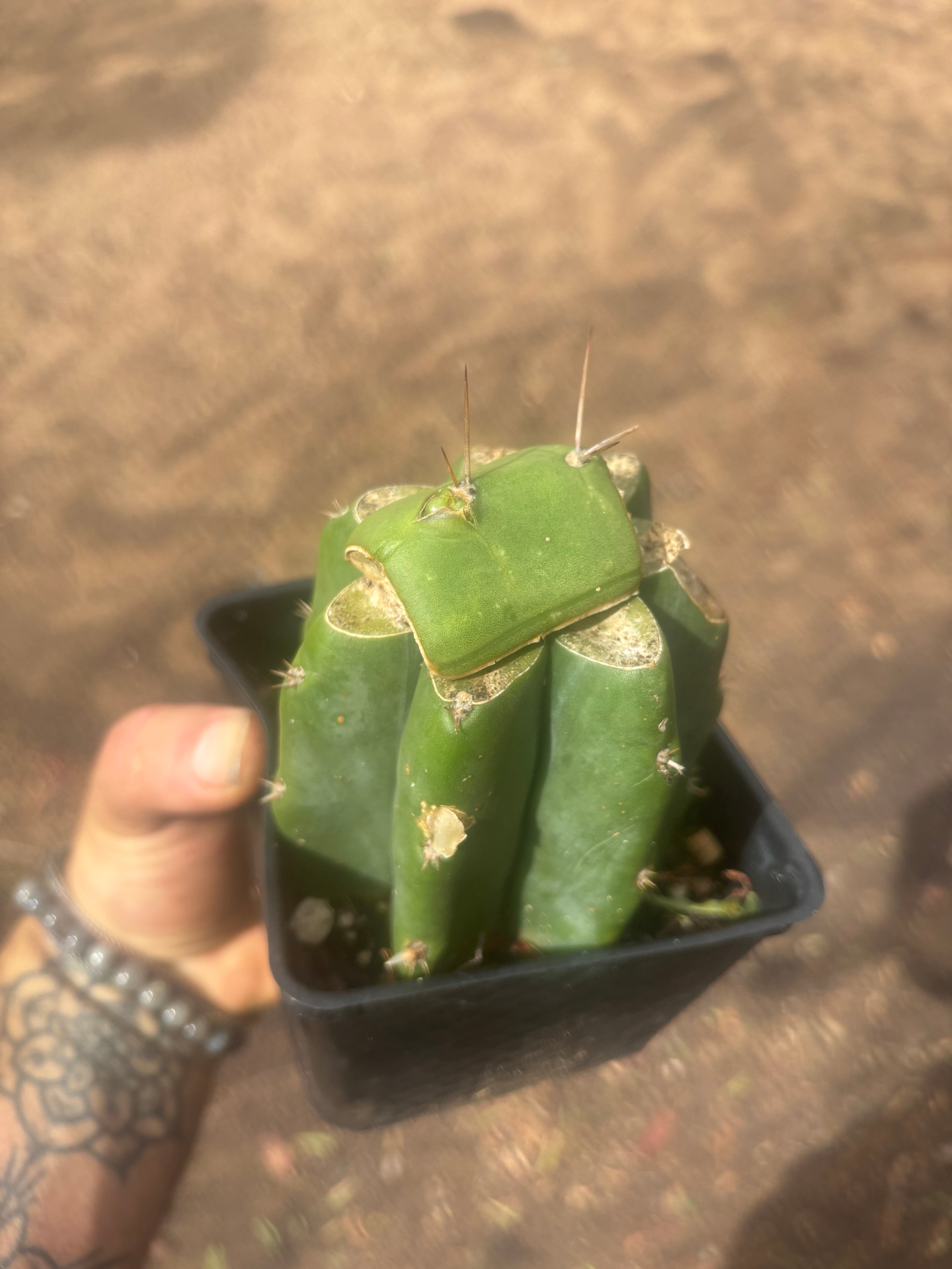 💎👑💎 Salad Fingers — Rooted Slab Graft w/ Pup Starting