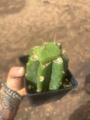 💎👑💎 Salad Fingers — Rooted Slab Graft w/ Pup Starting