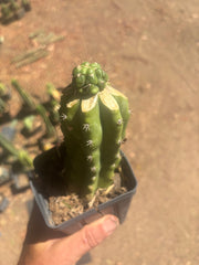 💎👑💎 Havran — Pup Graft on Rooted PC