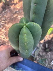 👑🌶️ Zulk — Fourwang 8” Pup