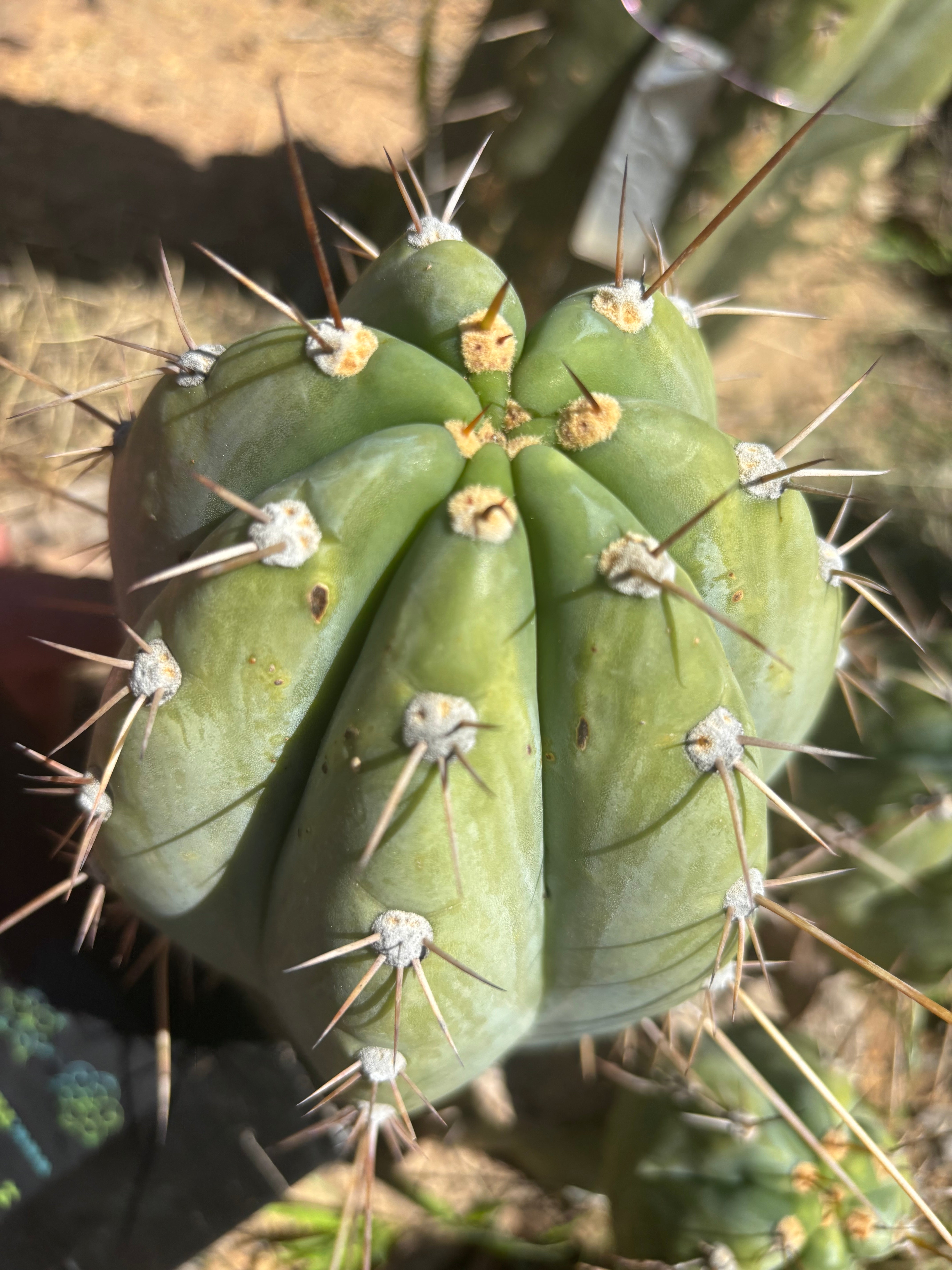 👑🌶️ CGG —  Melon Pup