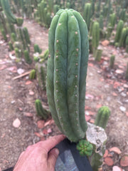 👑🌶️🌶️ Ogun — 12” Pup