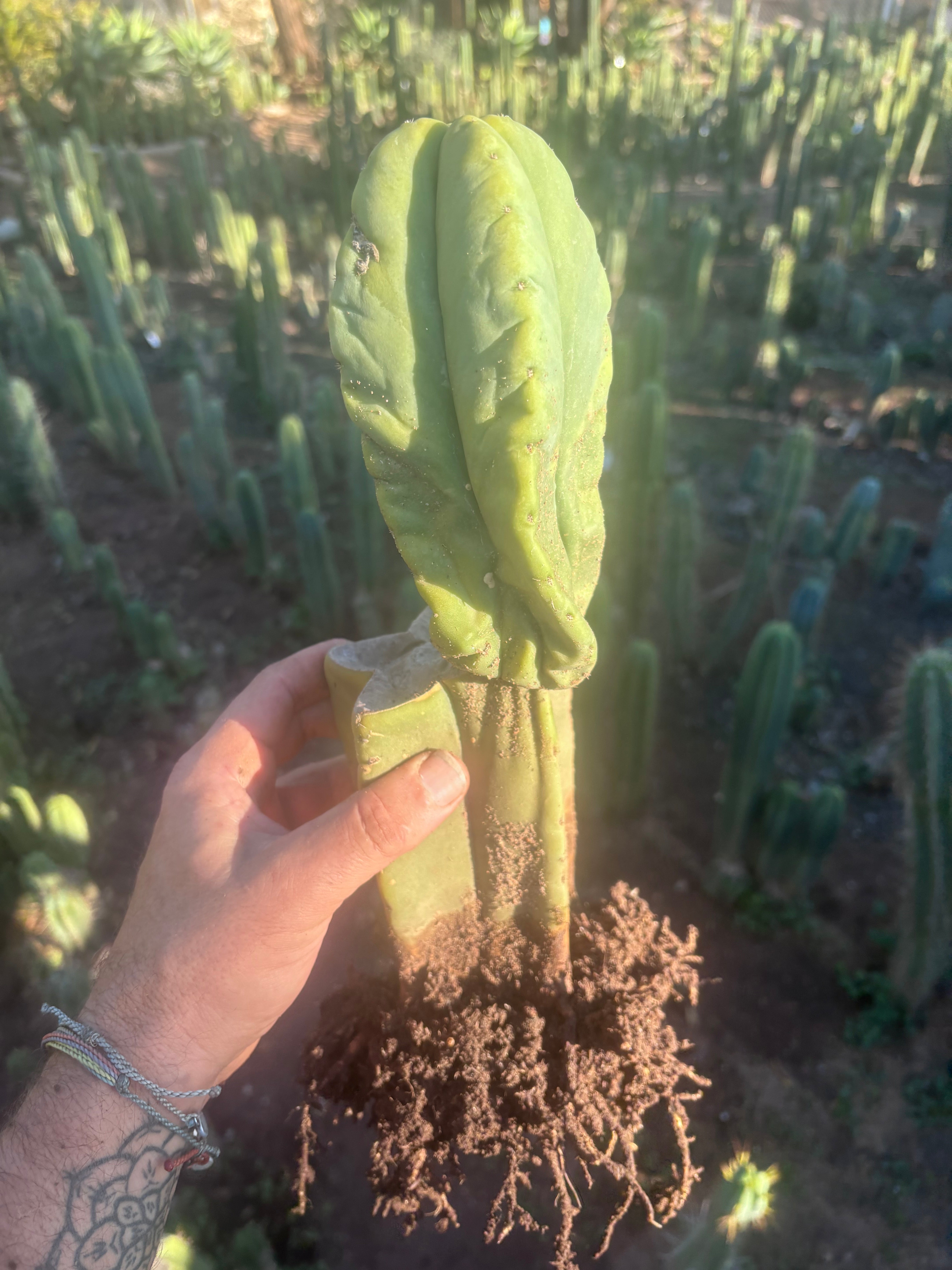 👑💎🌶️ Zulk — Rooted Mid with FourWang Pup