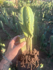 👑💎🌶️ Zulk — Rooted Mid with FourWang Pup