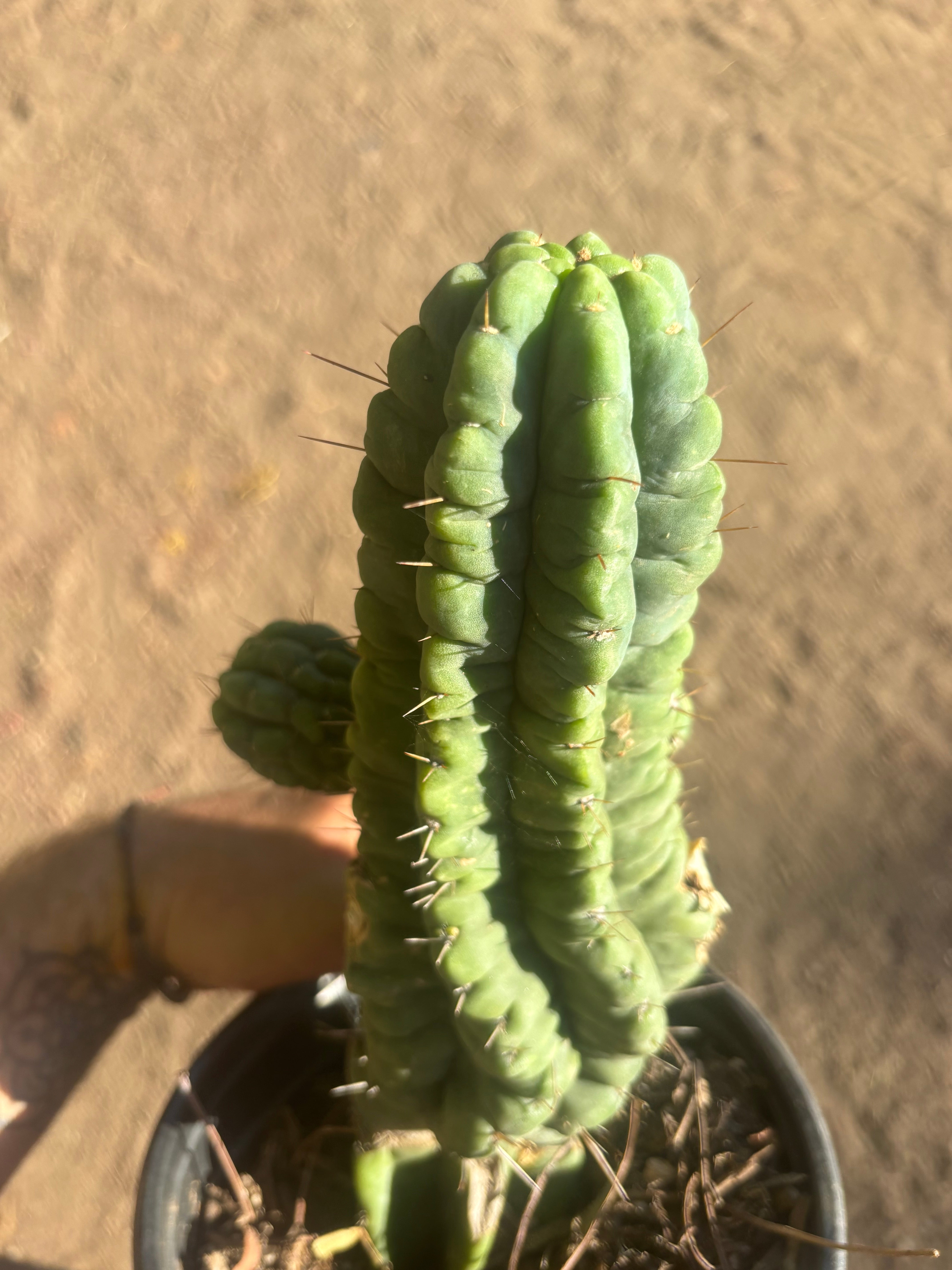 💎👑💎 Havran — Established Multi-Pup Graft on PC
