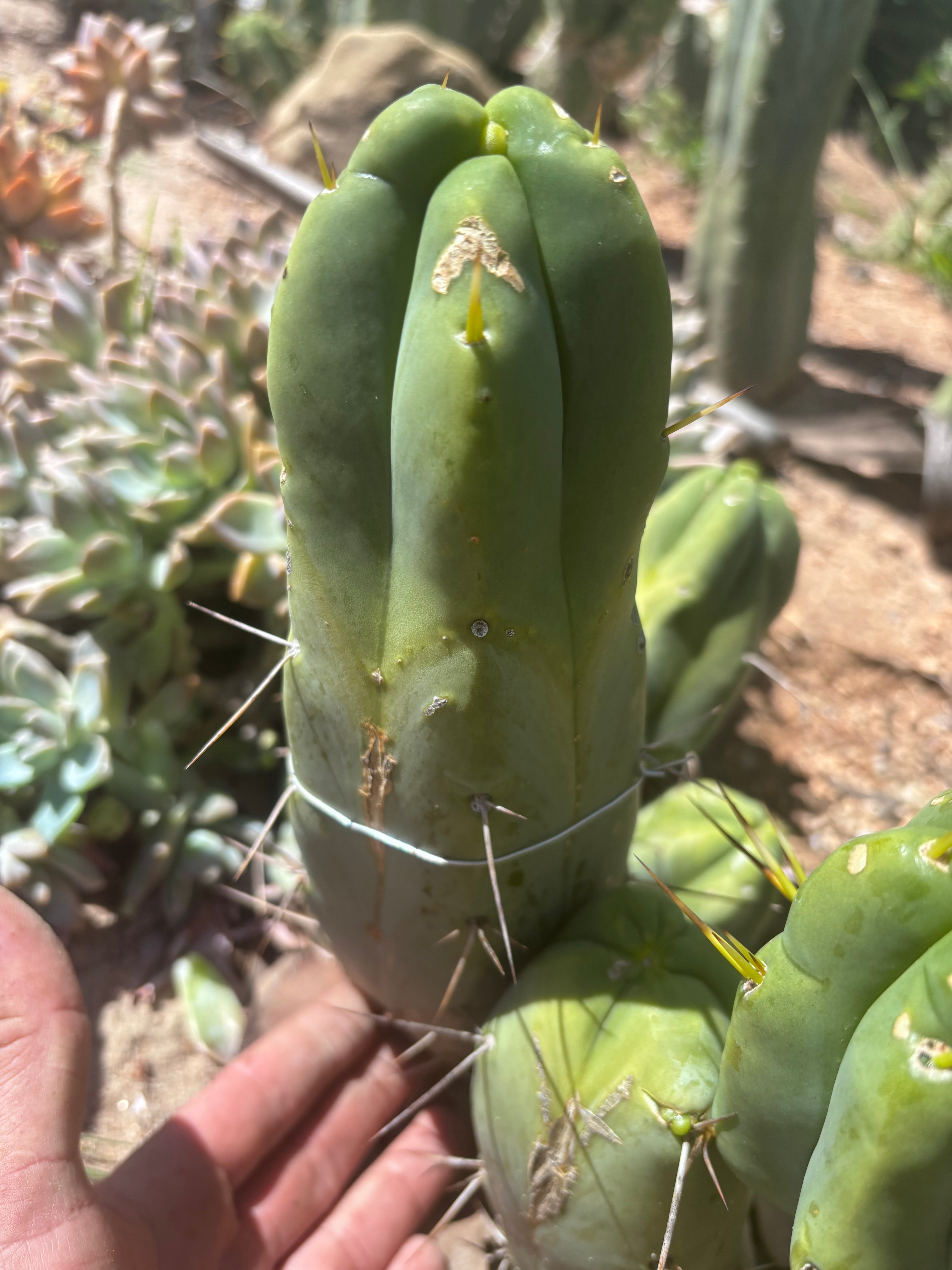 👑💎🌶️ Caballero — 9” Pup