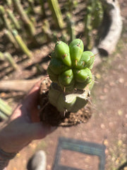 💎👑💎 Havran — Rooted Graft