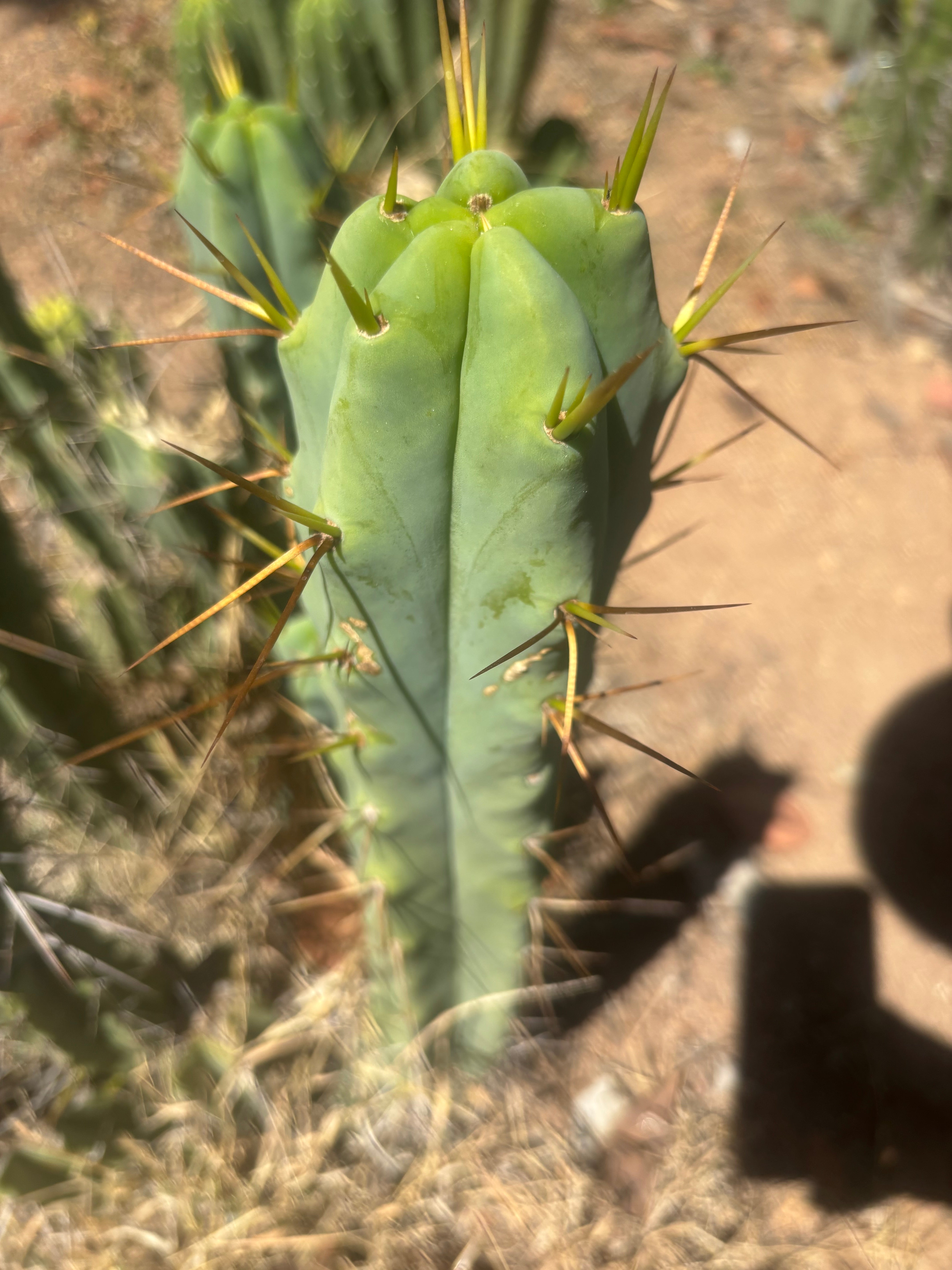 👑🌶️ Medicine Man — 14” Tip