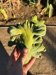 👑💎🌶️🌶️ TBMC — Large Crest