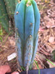 💎👑🌶️ Bluejones  — 8” Tip