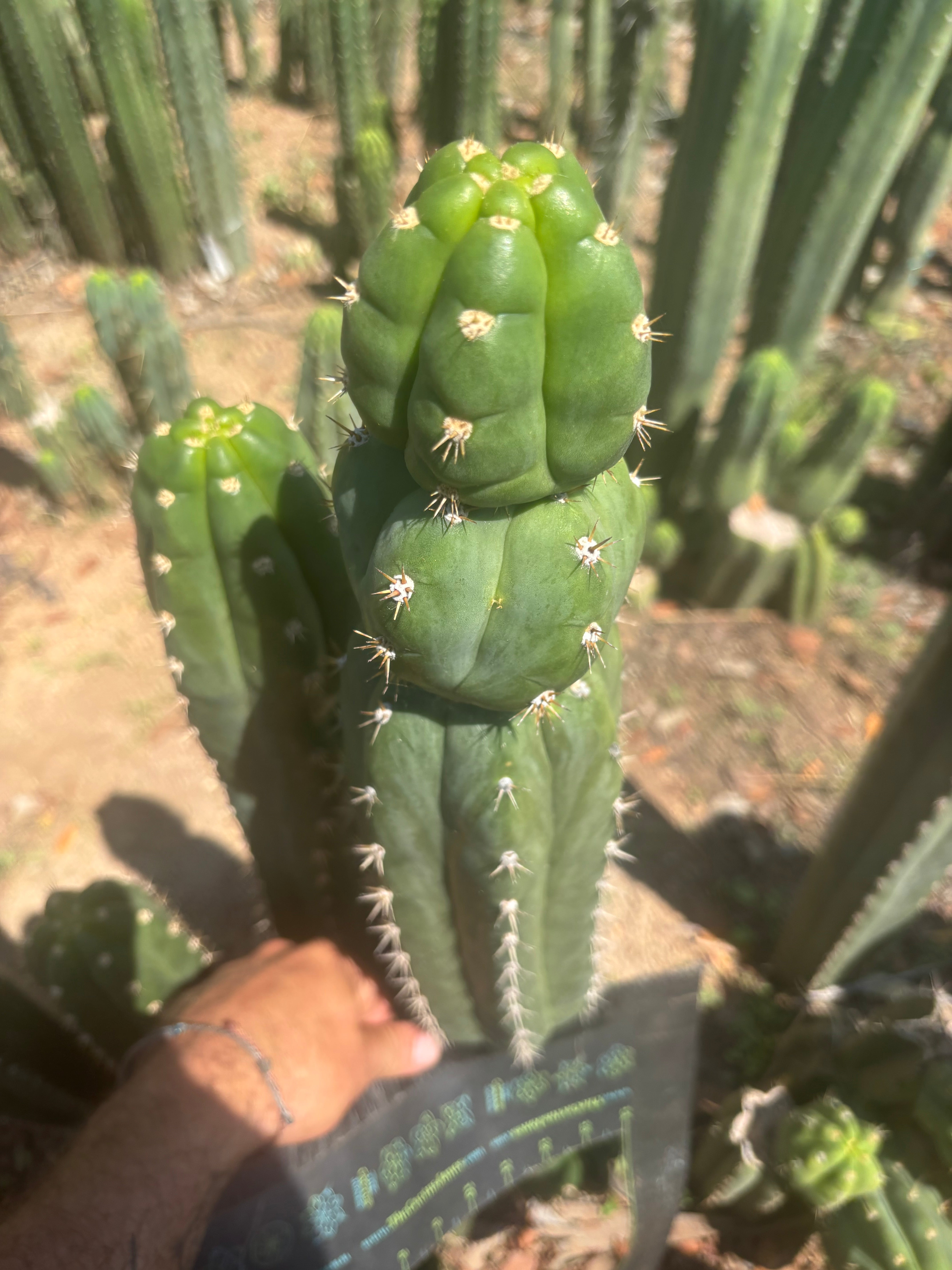 💎👑🌶️ Huancabamba — XL 16” Tip