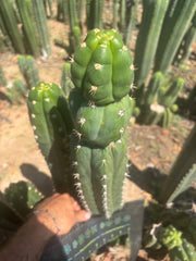 💎👑🌶️ Huancabamba — XL 16” Tip