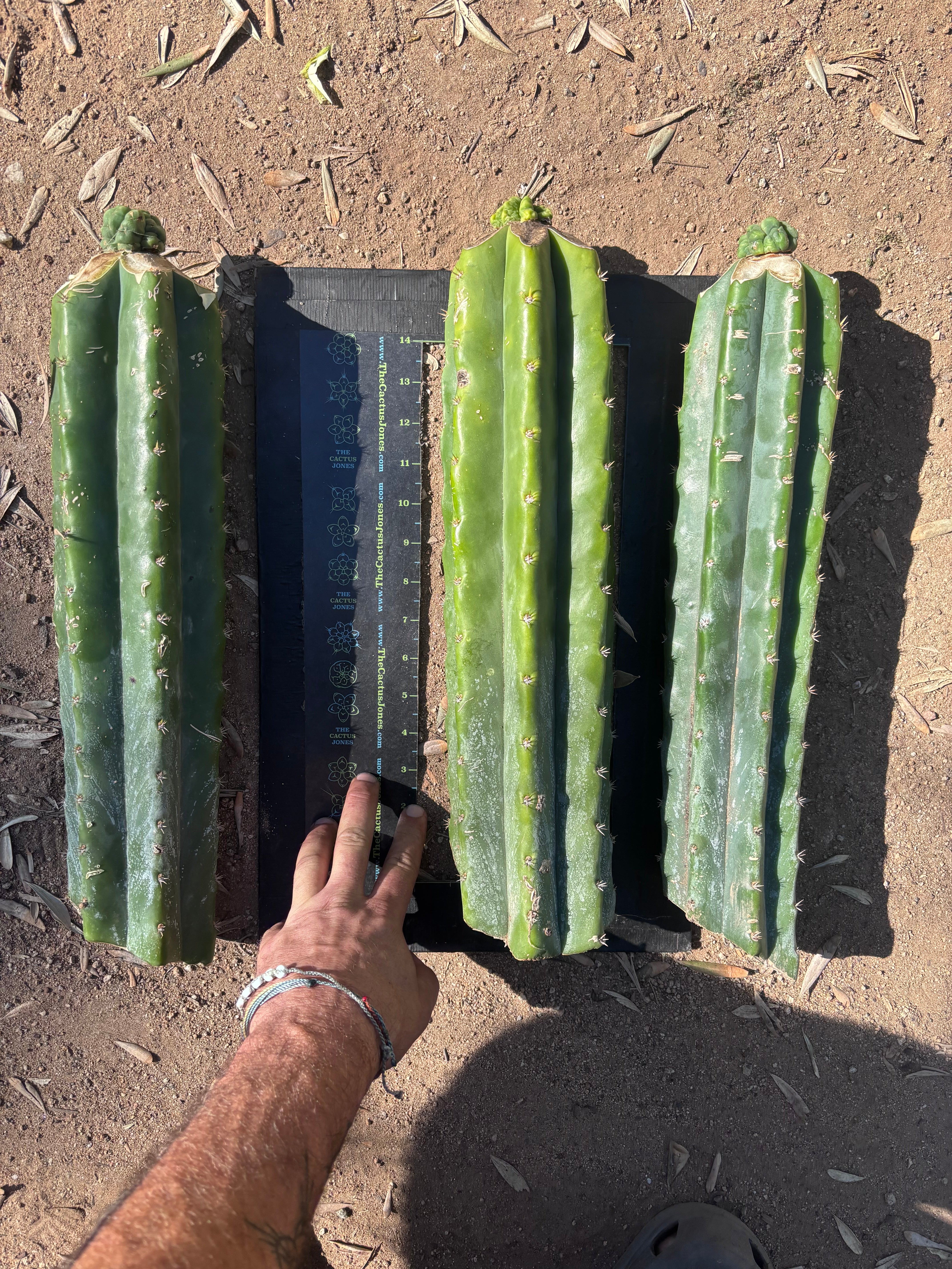 💎👑💎 Havran — Tip Graft on XL Magnum Stock (3 Available)