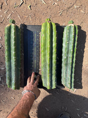 💎👑💎 Havran — Tip Graft on XL Magnum Stock (3 Available)