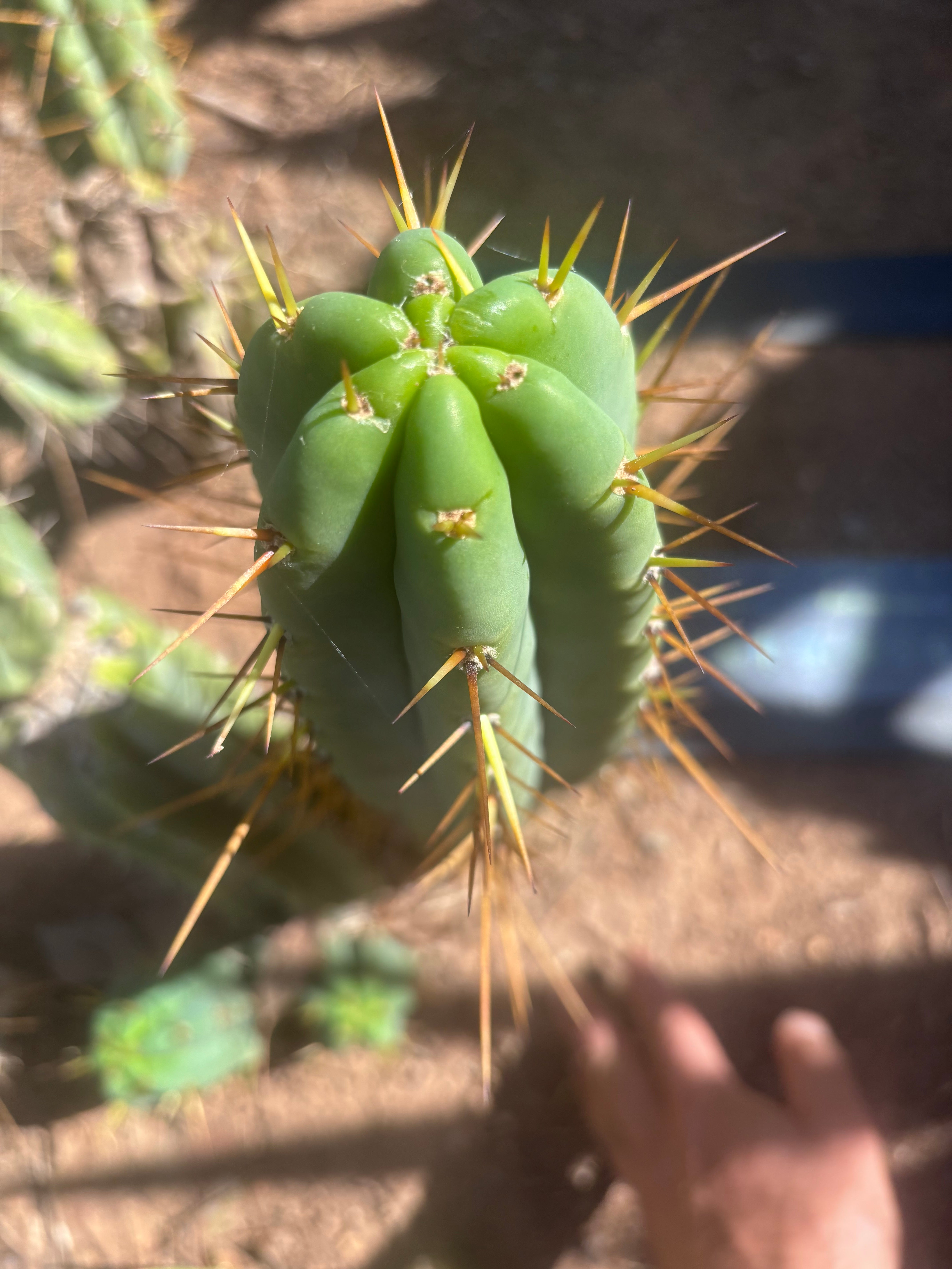 👑🌶️🌶️  Lumberjack — 15” Pup