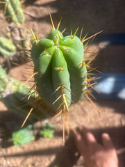 👑🌶️🌶️  Lumberjack — 15” Pup