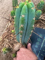 -👑🌶️ Sharina — 10” Pup