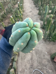 👑🌶️ Tom Juuls Giant — Chonky 10” Pup