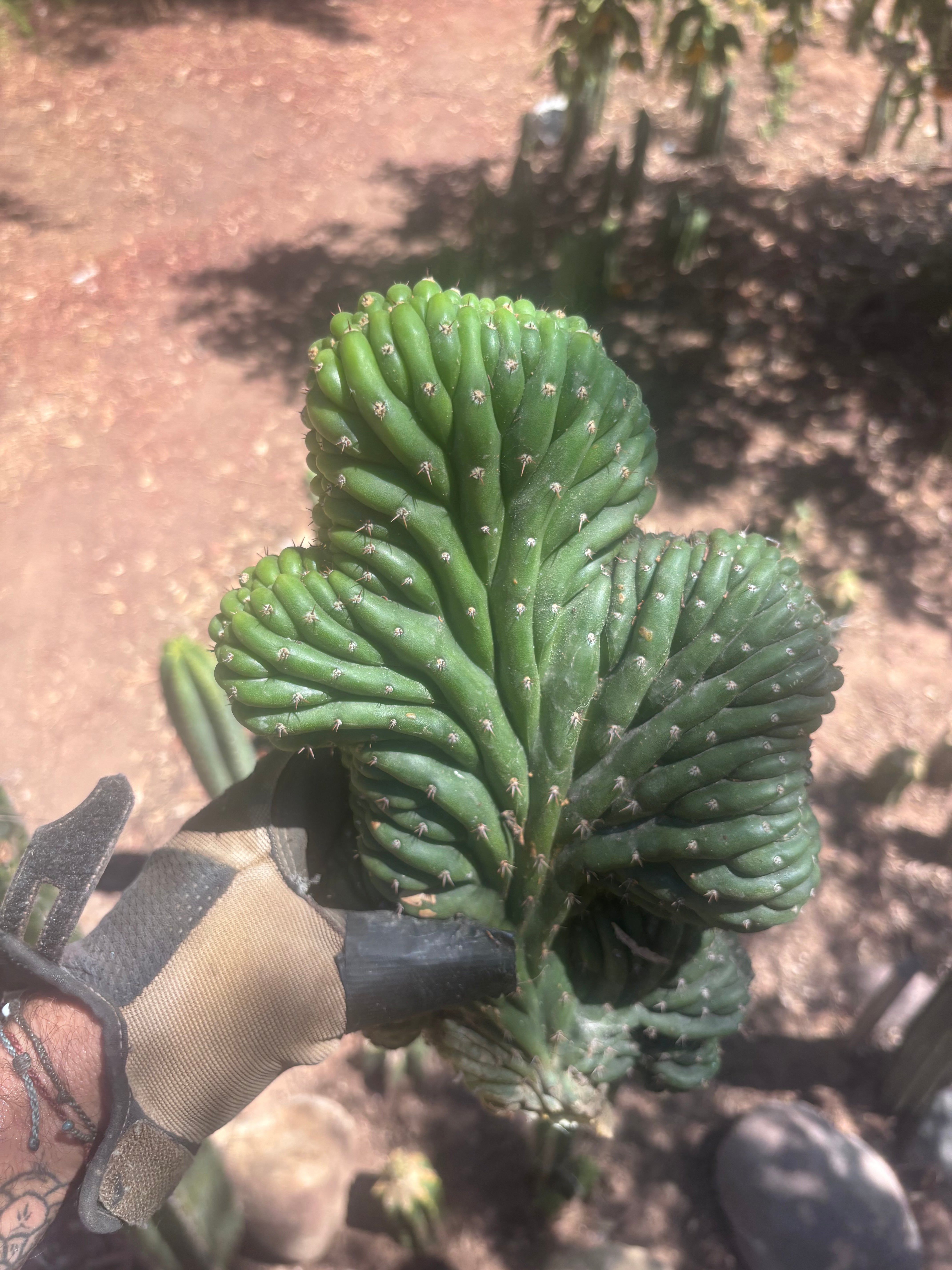 💎👑 TPMC — Large Crests (3)