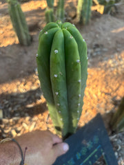 👑🌶️🌶️ Landfill — 10” Tip