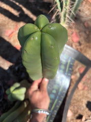 👑🌶️ Zulk — XL FAT 12” Pup