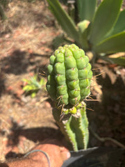 💎👑💎 Havran — Large Established Graft on PC