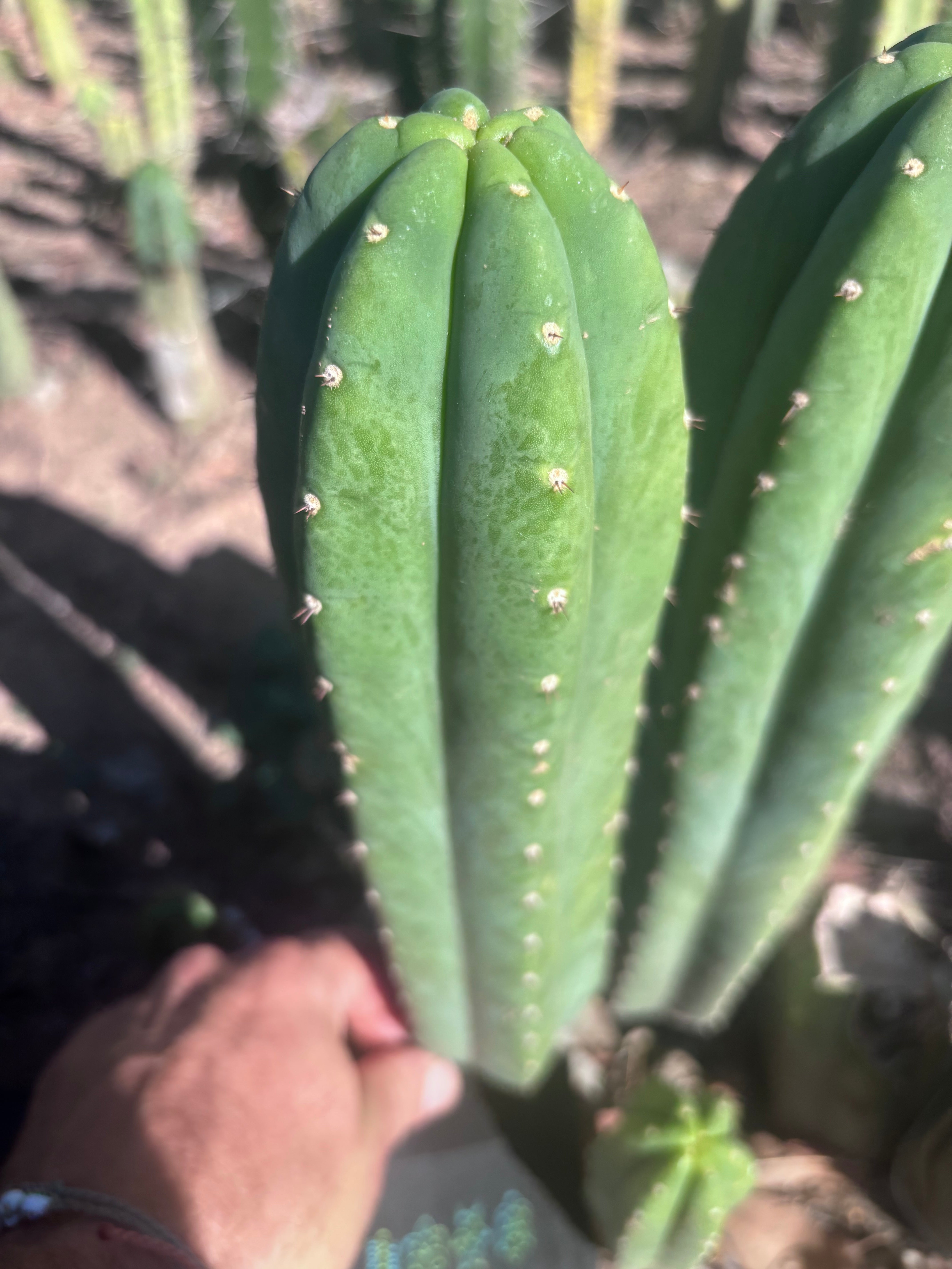 👑🌶️ DaFuq —  13” Pup