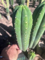 👑🌶️ DaFuq —  13” Pup