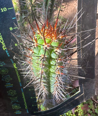 👑 SS04 — 10” Pup