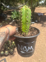 💎🌶️🌶️ NOM — Pup Graft On Seed Grown Rooted Stock