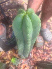 💎👑🌶️ Ferah — Chubby 9” Tip