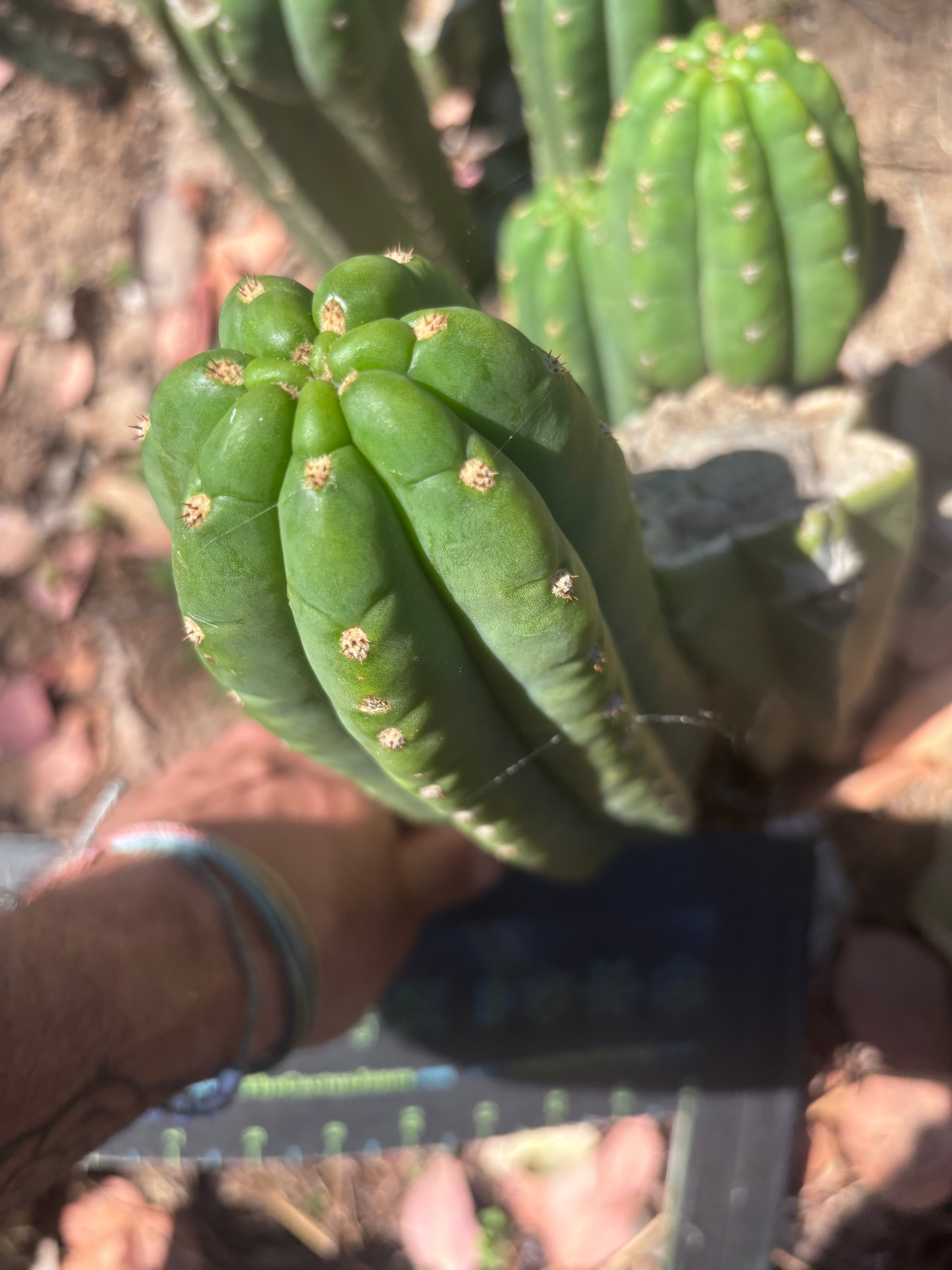 👑🌶️ The Field’s Pachanoi — 10” Pup