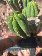 👑🌶️ The Field’s Pachanoi — 10” Pup