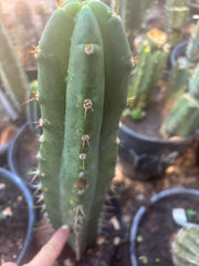 👑🌶️ Huari — 10” Tip