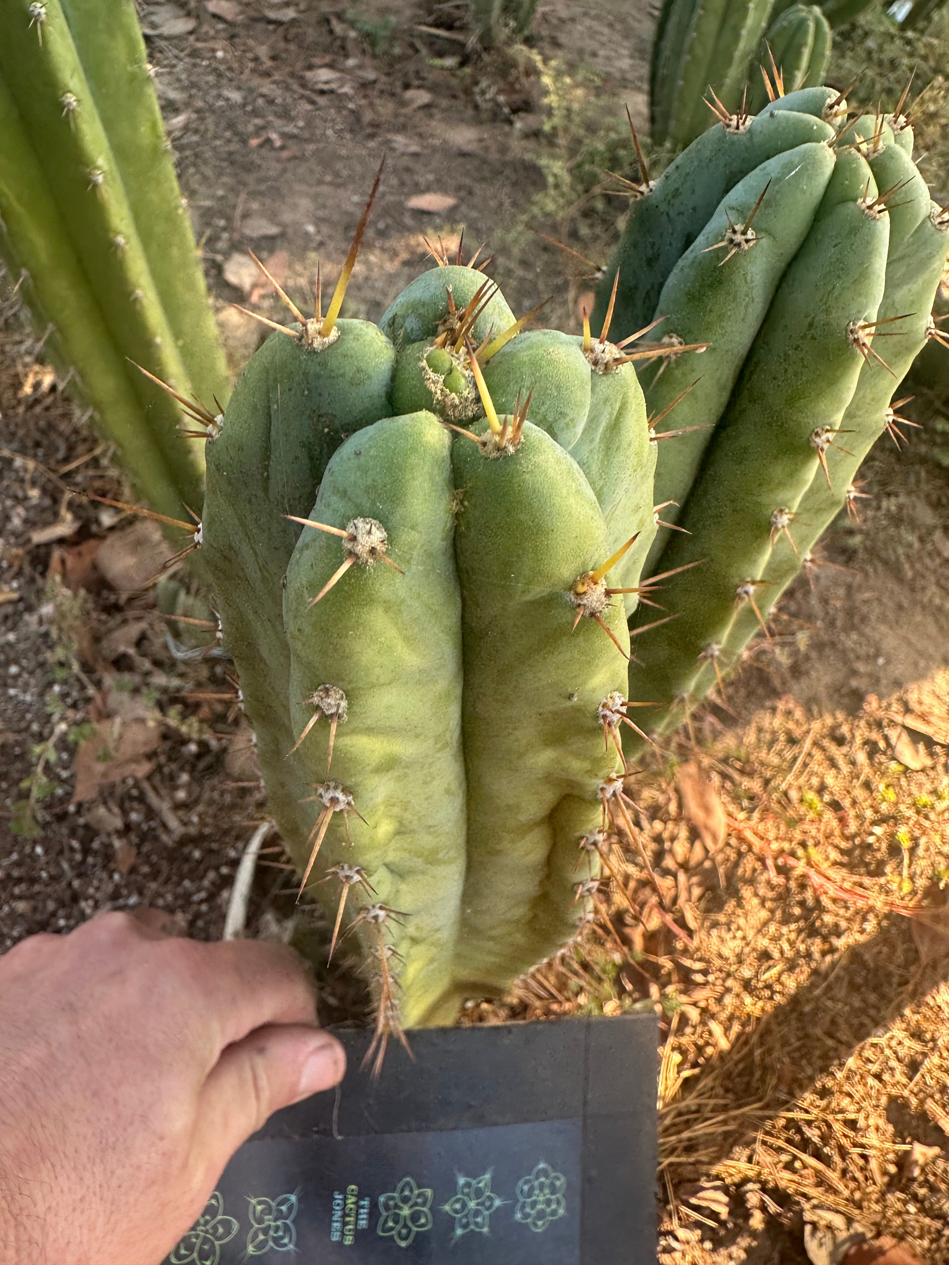 👑🌶️ Kimnach — 10” Tip