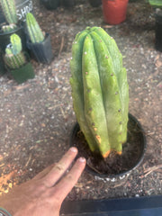 👑🌶️🌶️ Landfill — Rooted Plump 12”