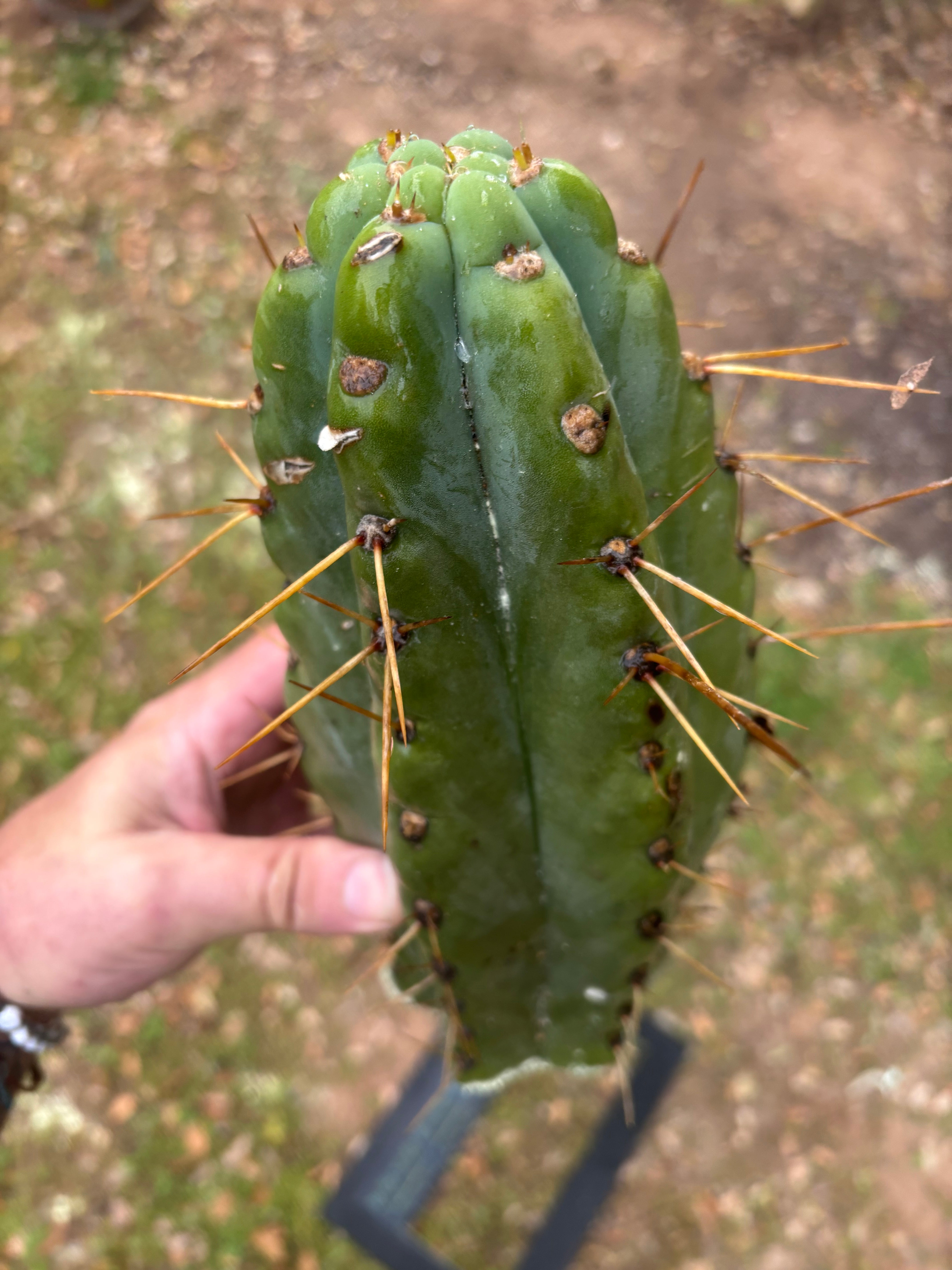 💎🌶️🌶️ NOM — Beefy 12” Tip