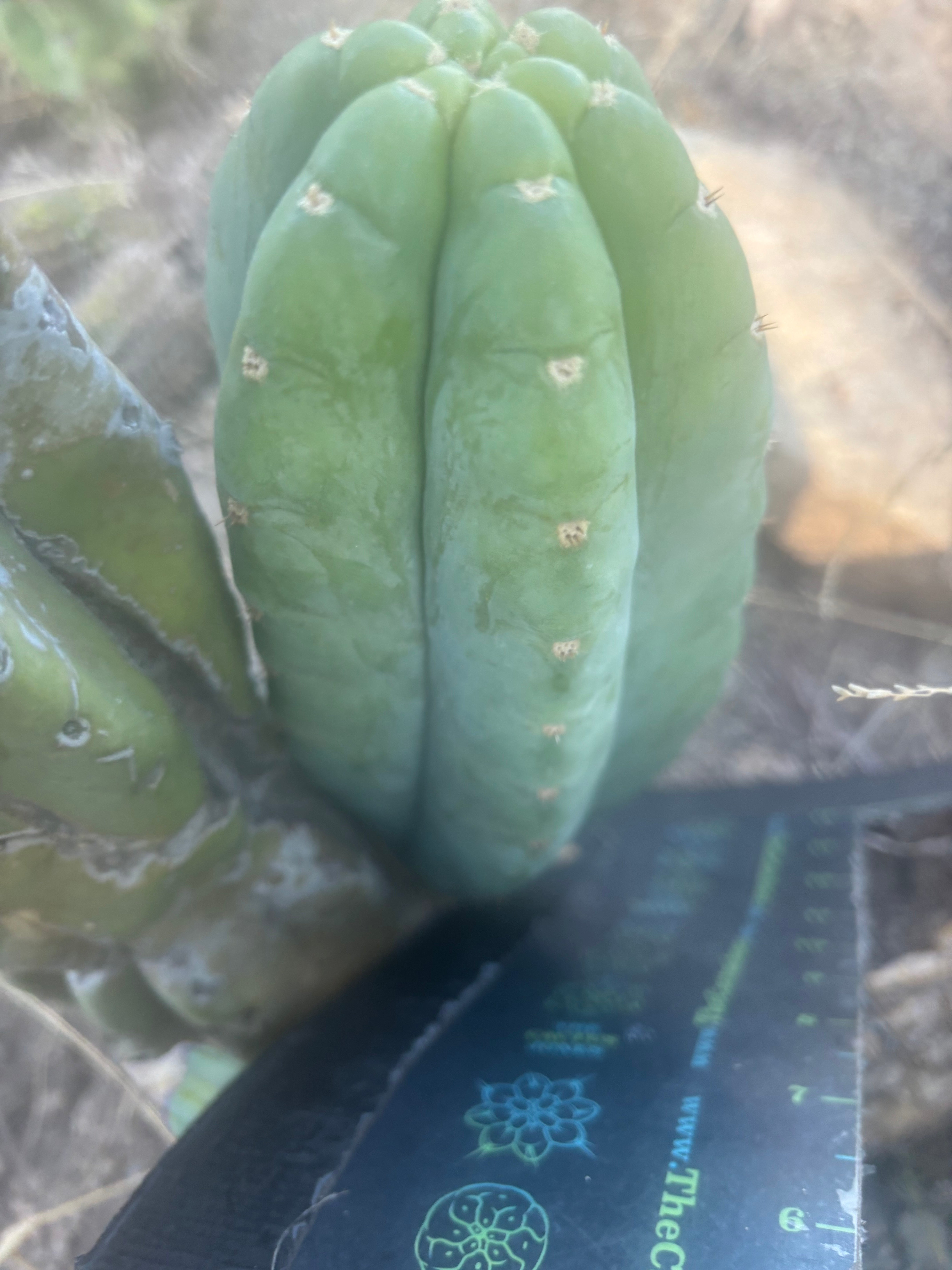 👑🌶️🌶️ Cahuilla  — Fat 8” Pup