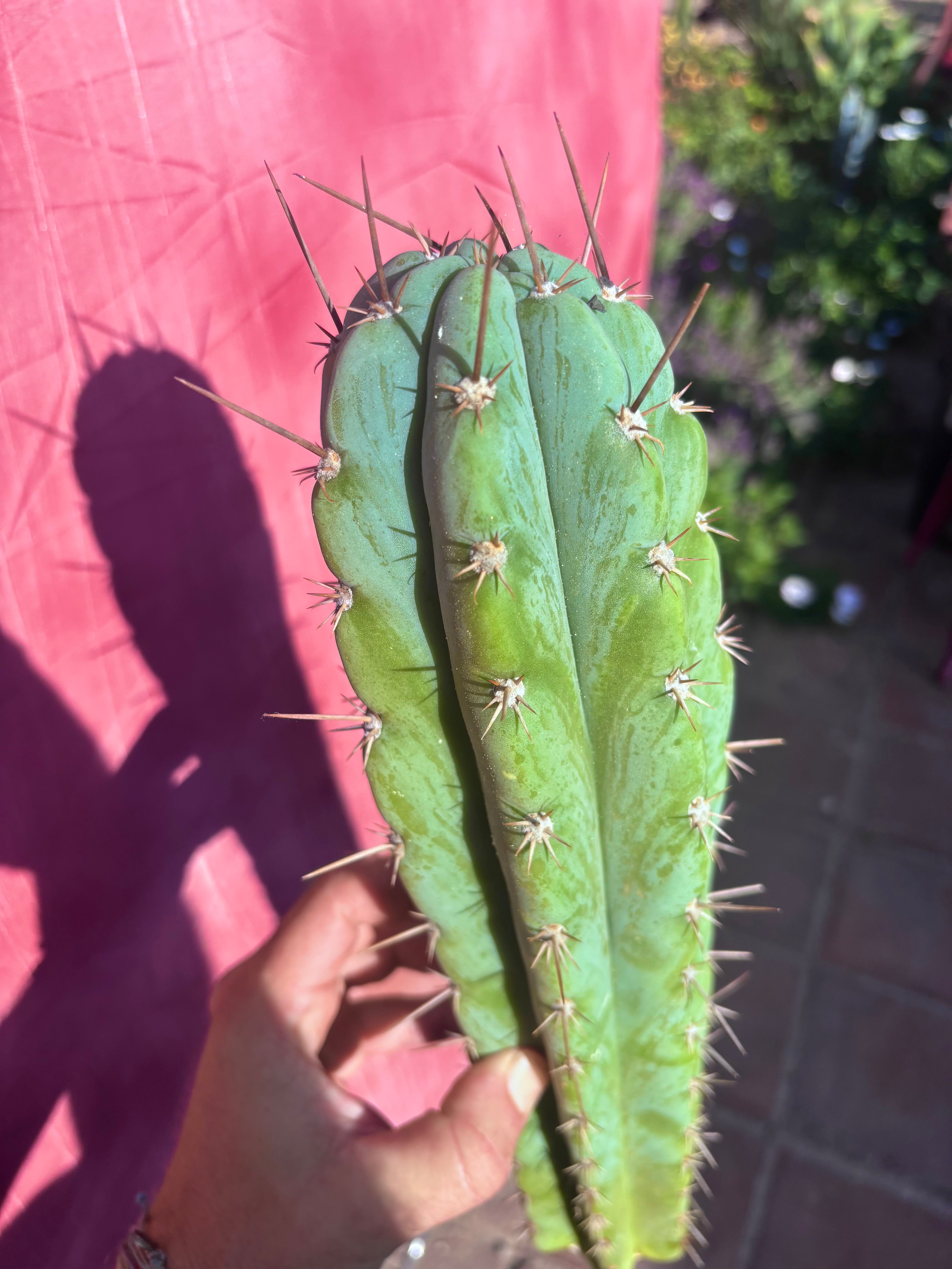 👑 Icaros — 14” Tip