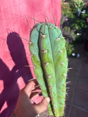 👑 Icaros — 14” Tip