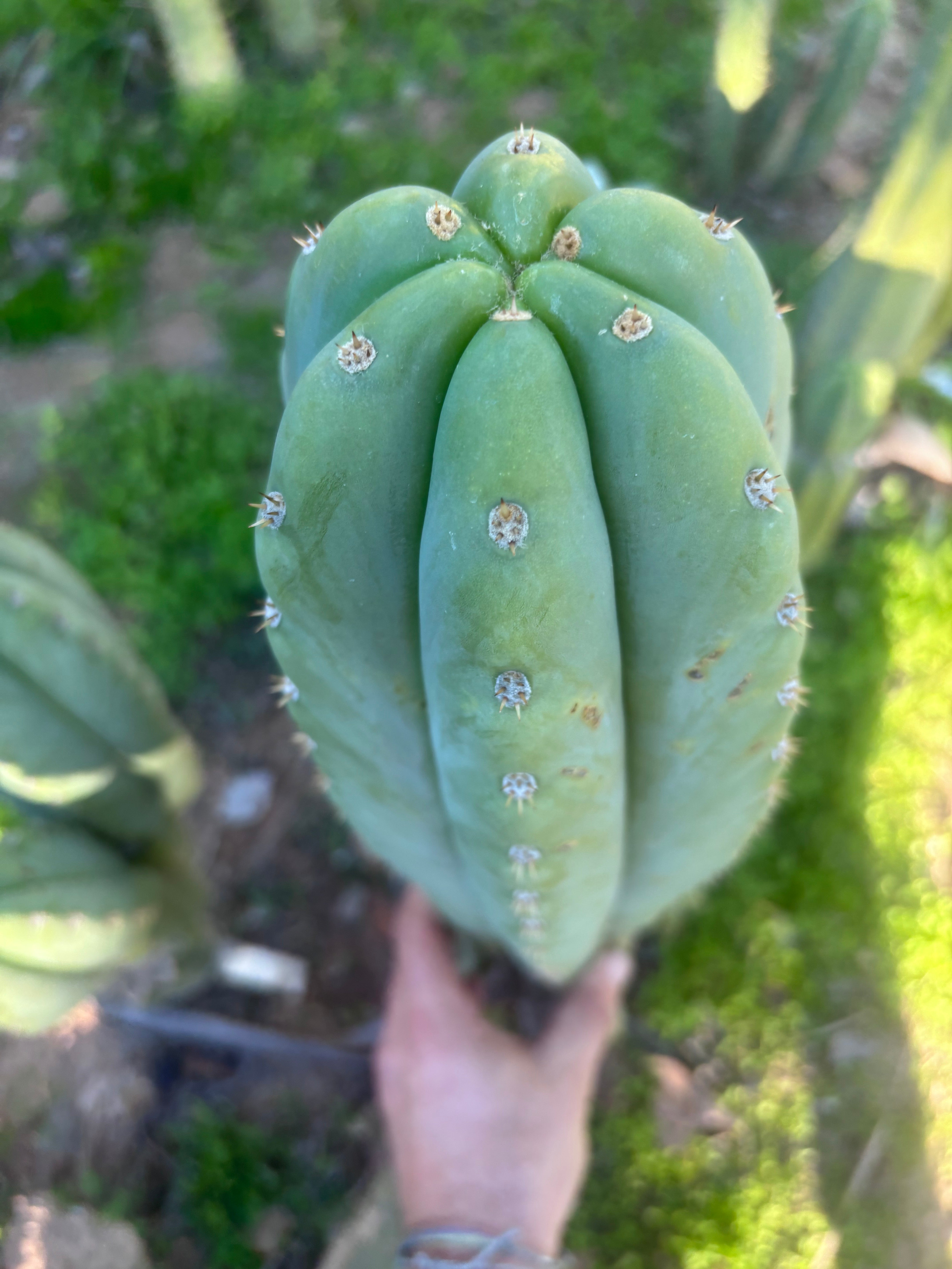 💎 Heynes x Sharxx  — Massive 16” Pup