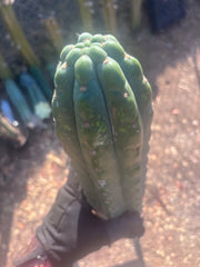 💎👑🌶️  Ichoca — Beefy 14” Notch Missile