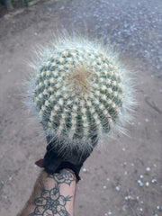 💎 Custom Order for Ty K