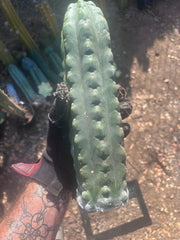 💎👑🌶️  Ichoca — Beefy 14” Notch Missile