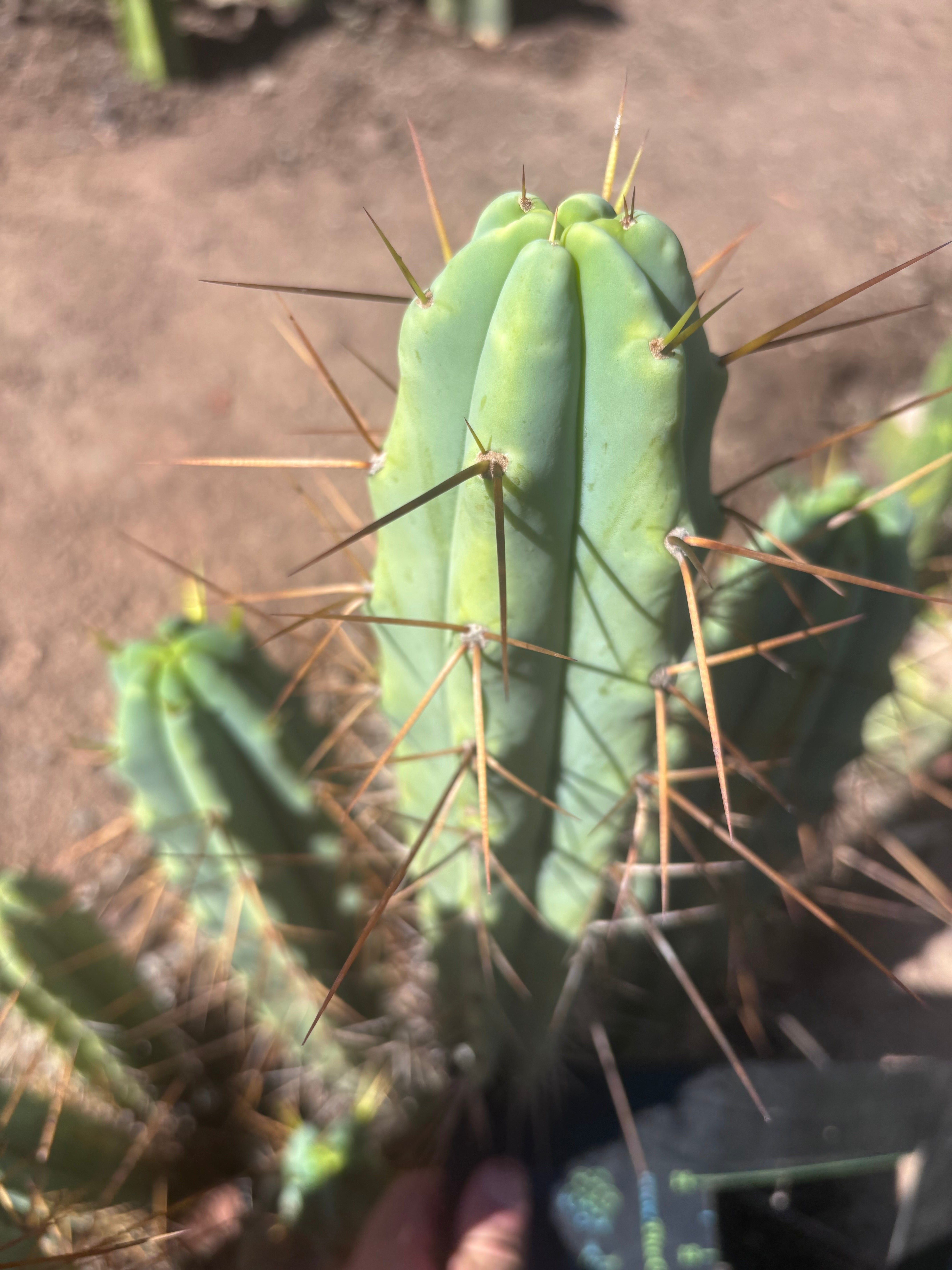 👑🌶️ Medicine Man — 13” Tip