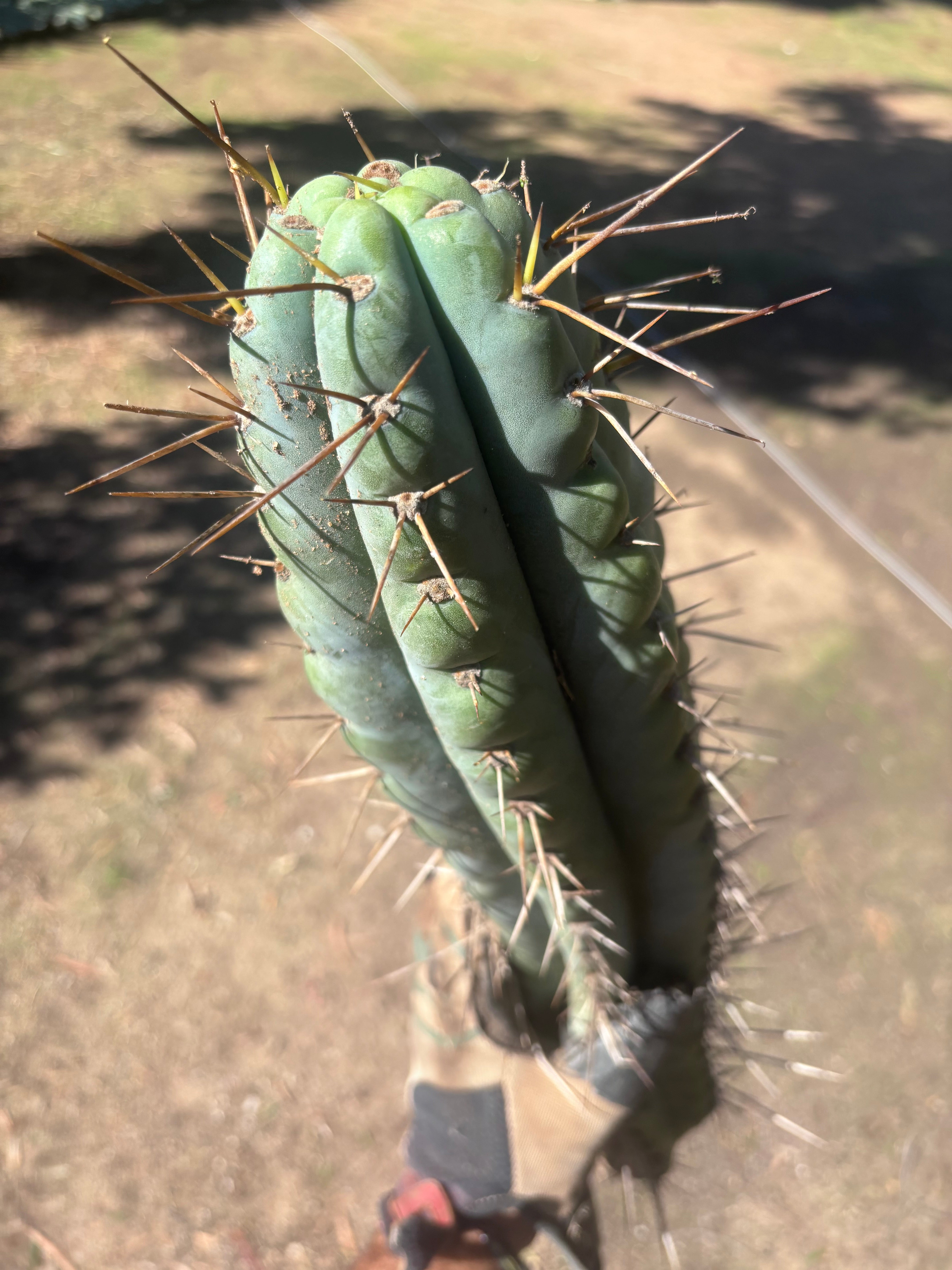 💎🌶️ Noid of the Moment — XXL 22” Tip