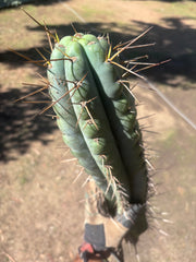 💎🌶️ Noid of the Moment — XXL 22” Tip